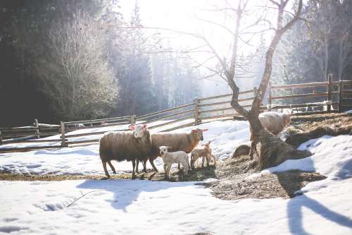 Sheep Family in Winter