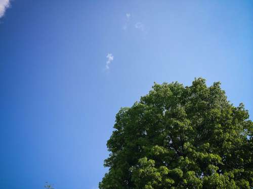 Sky with Tree