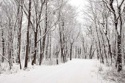 Snowy Winter Road in a Forest