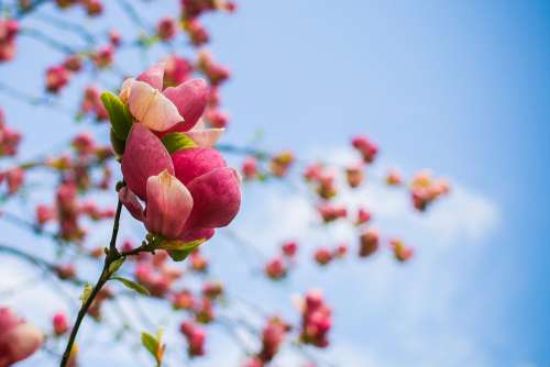 Spring Tree Blooms Detail