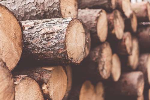 Stack of Felled Trees Close Up