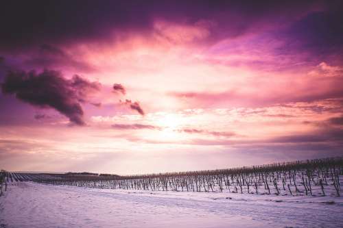 Sun and Clouds over Snowy Wineyard