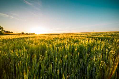 Sunset Over The Wheat Field