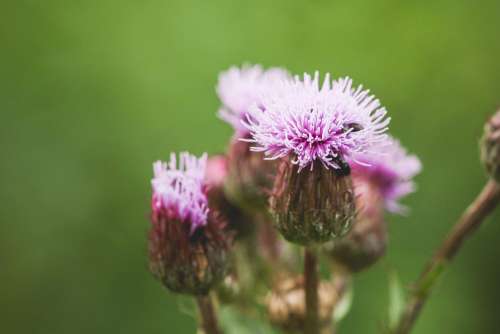 Thistle with Bugs Close Up