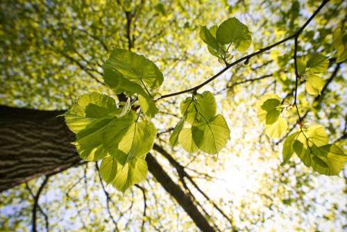 Tree Leaves and The Treetops