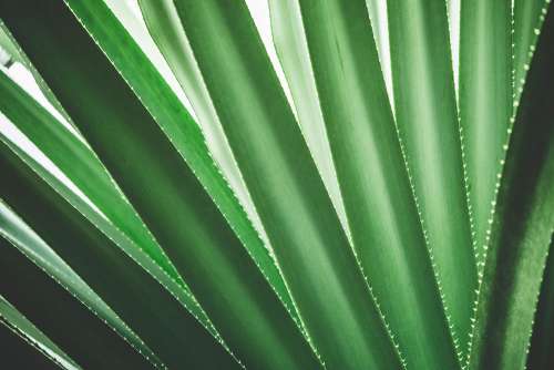 Tropical Plant Close Up Minimalistic Background