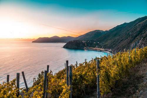 Vineyards on Italian Coast