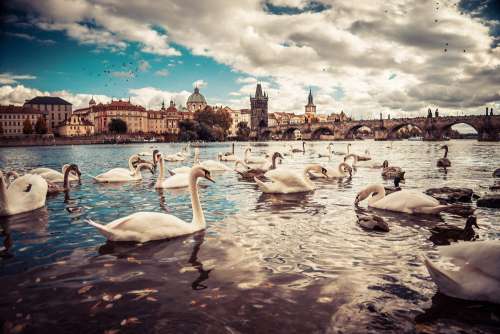 White Swans near Charles Bridge in Prague