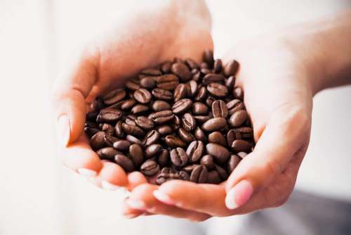 Woman Holding Handful of Roasted Coffee Beans