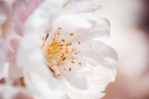 Wonderful Spring Bloom Close Up