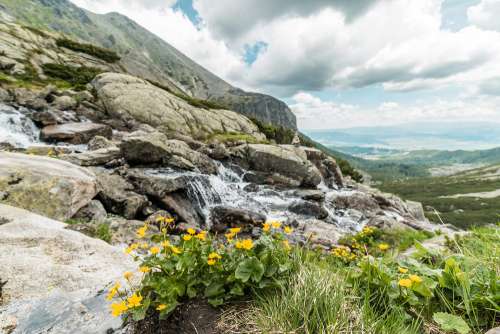 Yellow Flowers and Mountain Waterfall in Pure Nature
