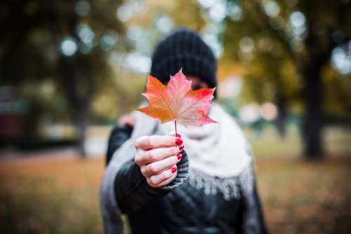 Young Girl Holding Autumn Colored Maple Leaf #2