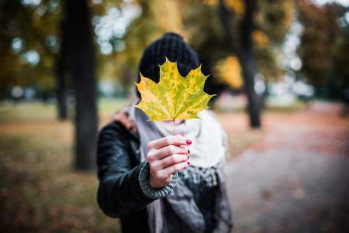 Young Girl Holding Autumn Colored Maple Leaf