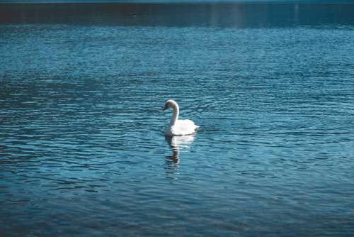 Young Swan Swimming Alone on a Lake