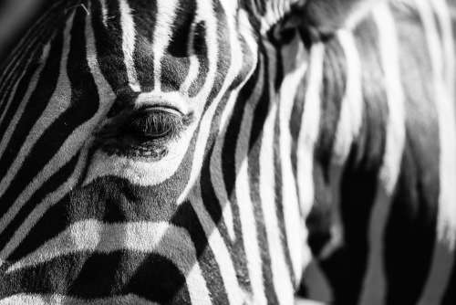 Abstract Real Zebra Stripes