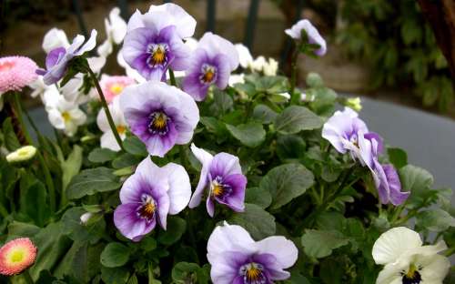 400–500 Violet Horn Violet Flowers Bloom Purple