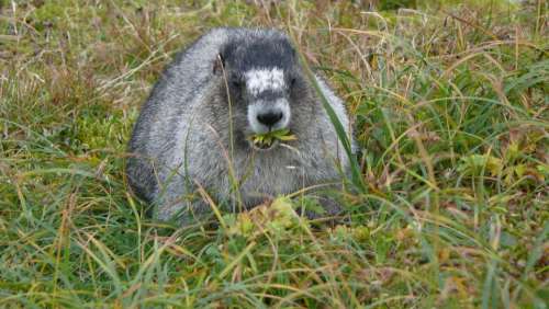 A Marmot Animals Rodent