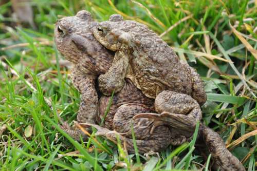 A Toad Common Toad The Frog Amphibian Animal