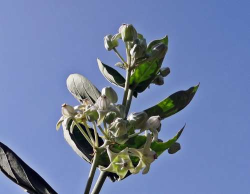 Aak Calotropis Gigantea Milkweed White Flower