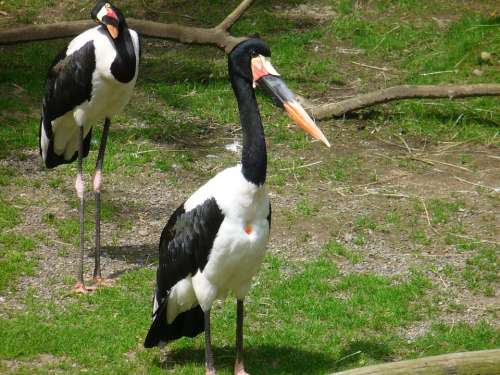 Abdims Stork Stork Bird Wildlife Nature Animals