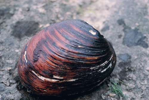 Abrupta L Orbiculata Lampsilis Pearlymussel Mucket