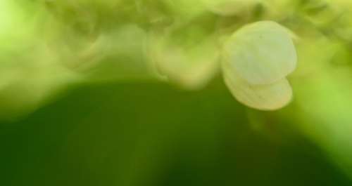 Abstract Background Pattern Green Macro Flower