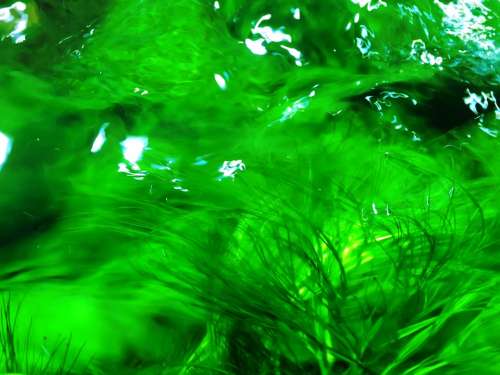Abstract Spongy Nature Green Water Planting