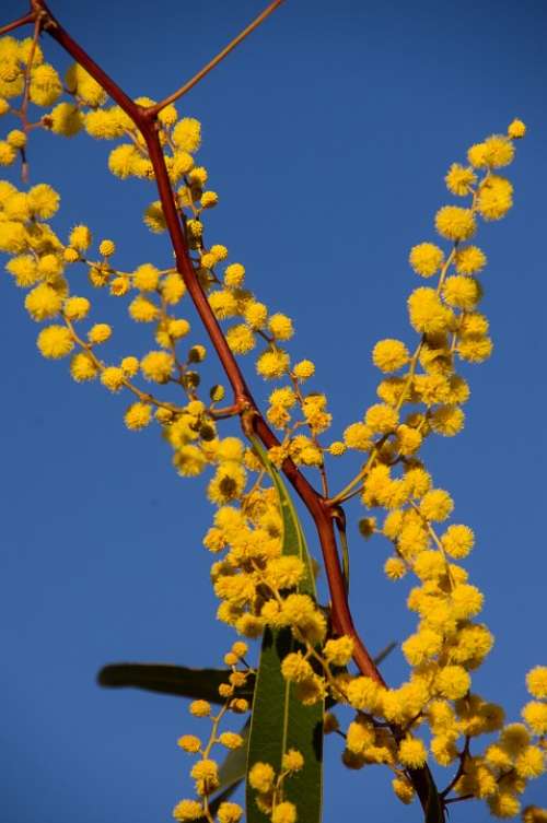Acacia Wattle Flowers Yellow Australian Native