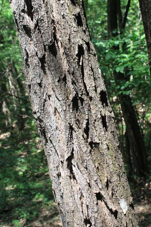 Acacia Bark Black Locust Logs Robinia Tree
