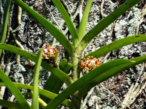 Acampe Praemorsa Orchid Epiphytic Wild Forest