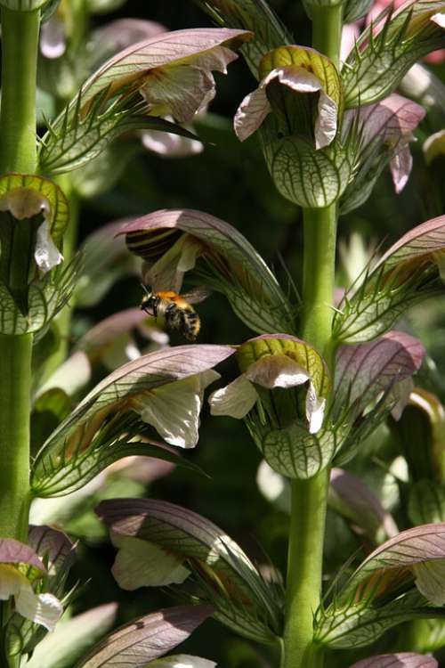 Acantus Bee Blossom Bloom Approach Garden Nature