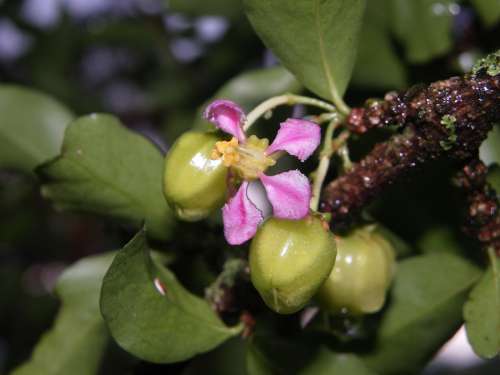 Acelora Fruit Flowers Plants Nature