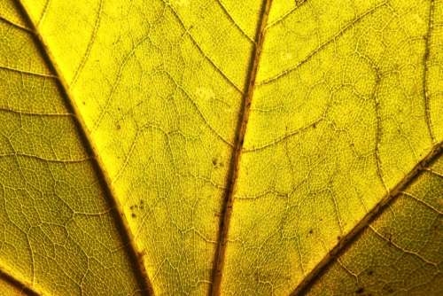 Acer Close-Up Leaf Maple Norway Platanoides