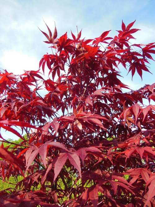 Acer Palmatum Japanese Maples Trees Red Red Leaves