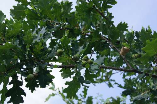 Acorn Tree Branch Summer Forest Nature