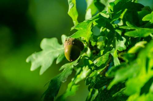 Acorn Autumn Autumnal Background Nature Tree