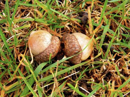 Acorn Nature Outdoors Nut Acorns Green Wood