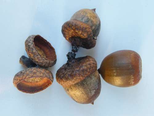 Acorns Fruits Brown Autumn Decoration Sunny