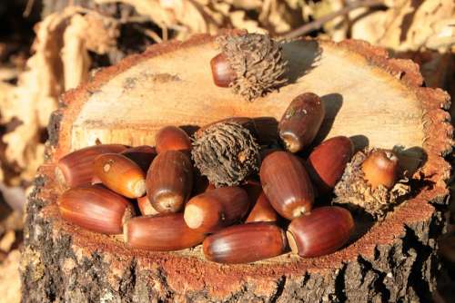 Acorns Fall Nut Oak Trees Woods Nature