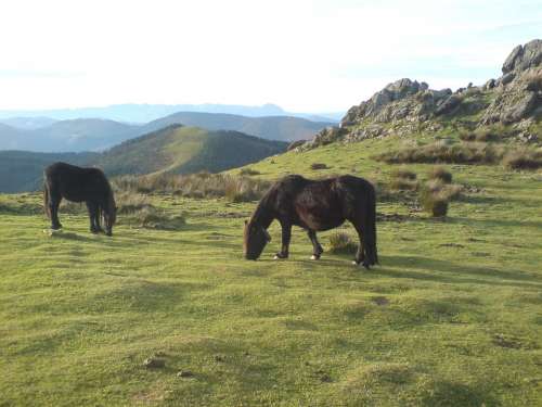 Adarra Landscape Horses Nature