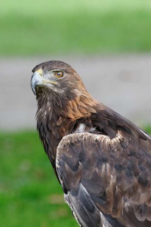 Adler Bird Of Prey Raptor Spotting Portrait