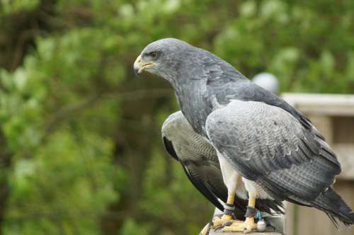 Adler Bird Of Prey Raptor Bird Animal Nature