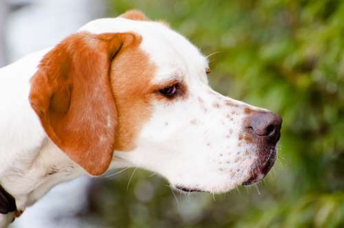 Adorable Animal Breed Brown White Canine Dog