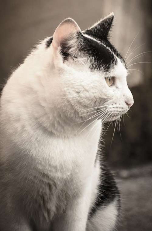 Adorable Animal Cat Domestic Eyes Feline Kitten