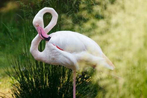 Africa Animal Beak Bird Exotic Fauna Flamingo
