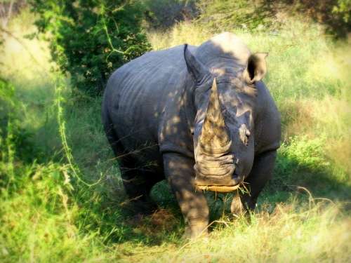 Africa South Africa Wildlife White Rhinoceros
