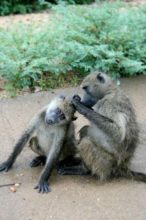 Africa South Africa Wildlife Baboons Grooming