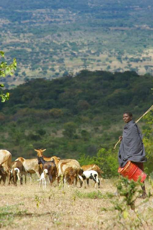 Africa Tanzania Landscape Green Wide Shepherd