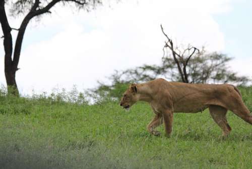 Africa Tanzania Tarangire Lion Lioness Wild Animal