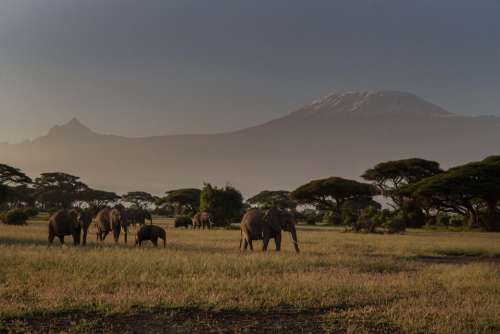 Africa African Bush Elephant Big Five Elephant
